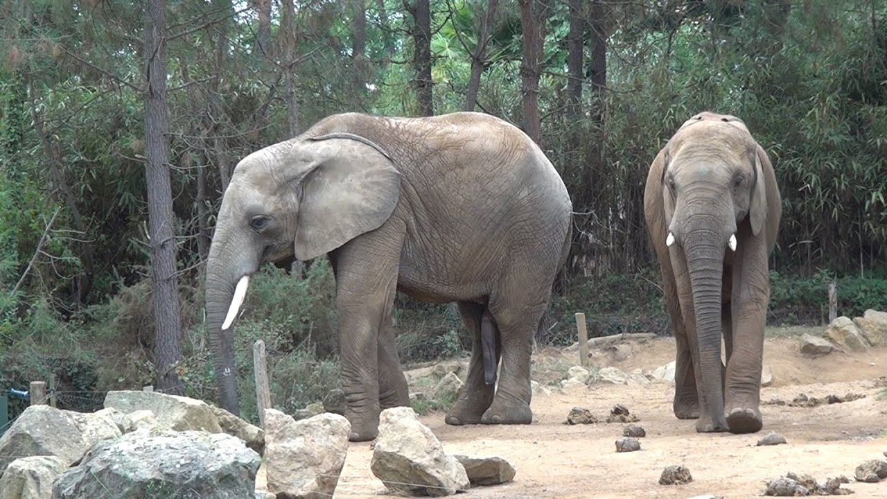 2019 Zoo de la Flèche 1ère partie