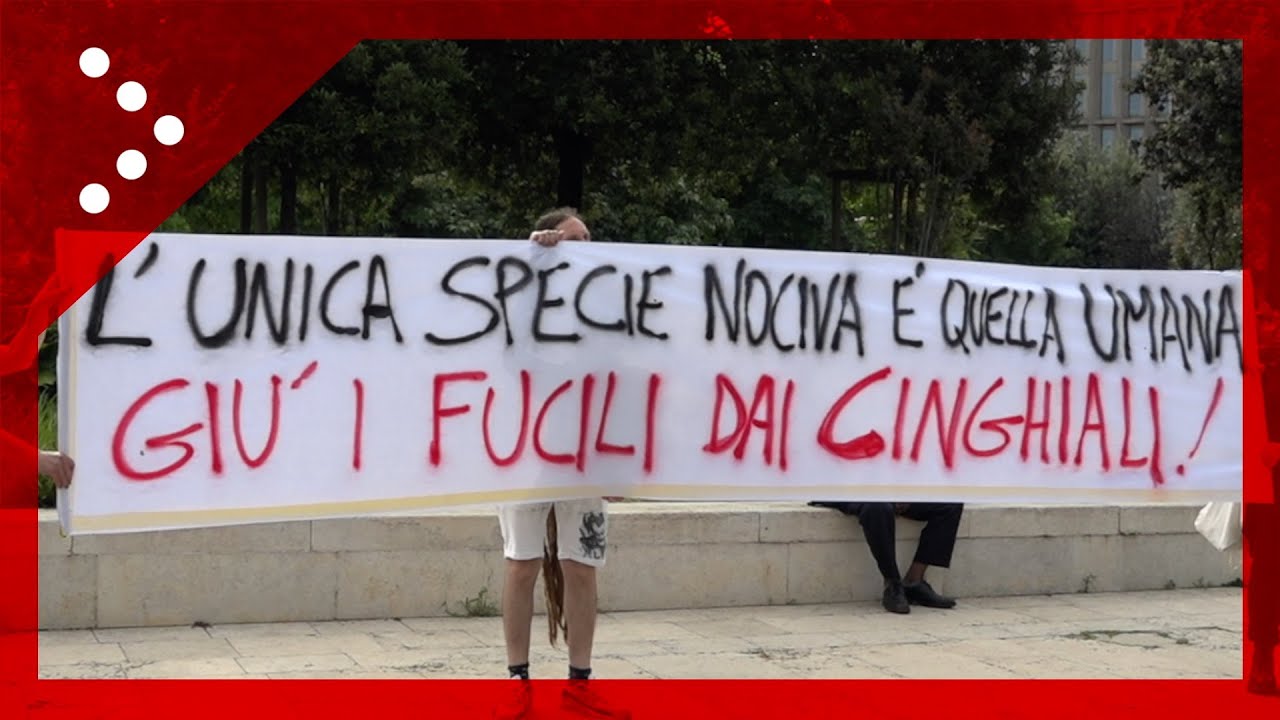 Protesta agricoltori lombardi contro i cinghiali, la contestazione degli animalisti: 