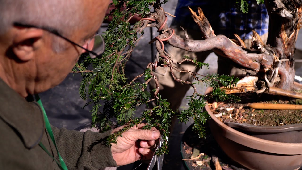 Sebastian Fernandez bonsai demo at UBE