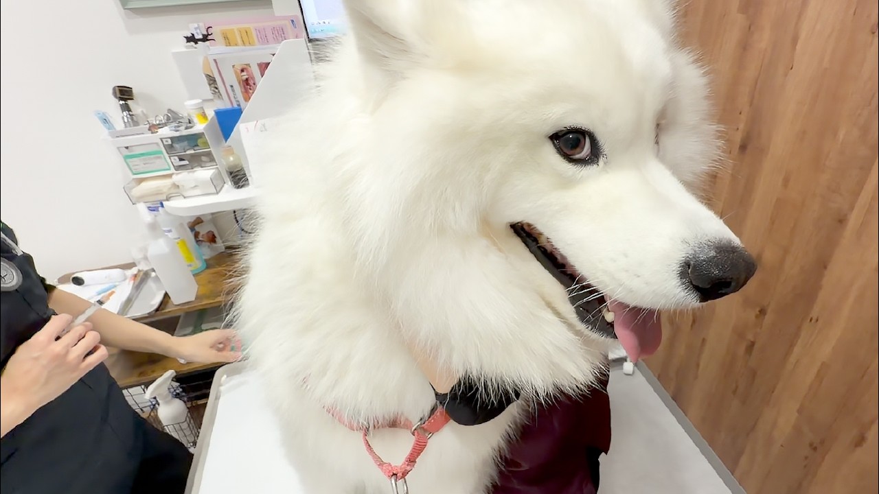 注射器を見た瞬間、本気で逃げ出そうとする犬がおもしろすぎました&hellip;