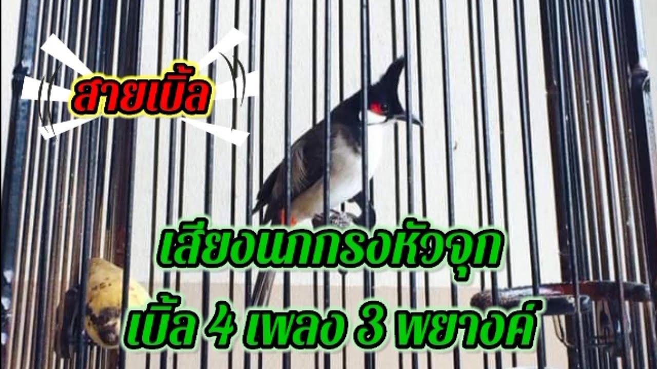 เสียงนกกรงหัวจุกเบิ้ล 4 เพลง 3 พยางค์ep.3