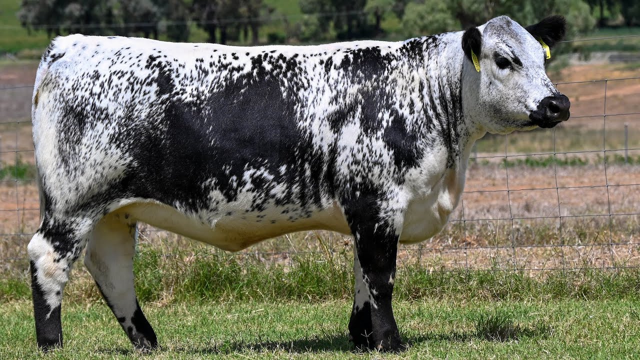 Speckle Park Cattle | Breed Of Many Colours