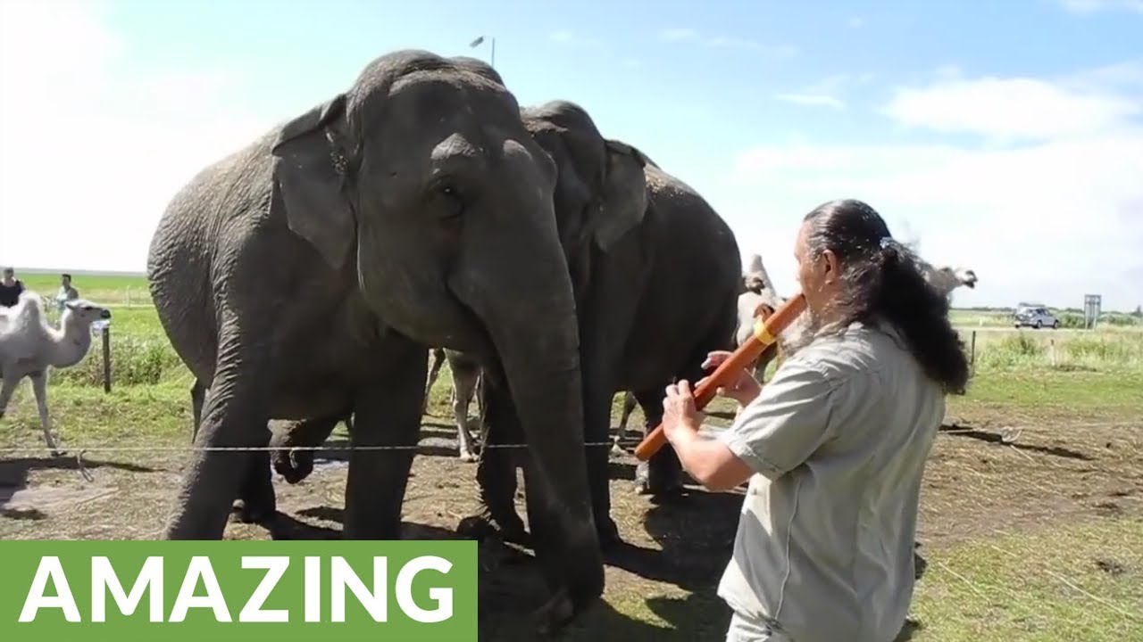 Elephant with 