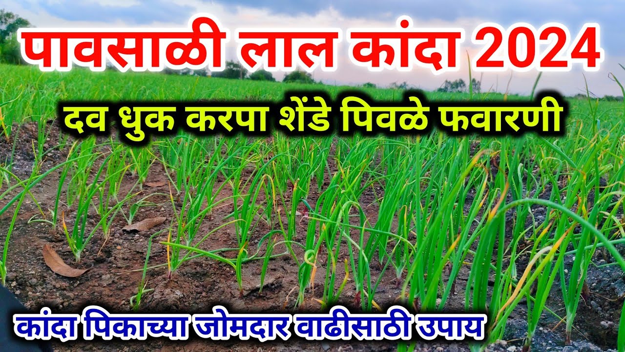पावसाळी लाल कांदा दव धुक करपा शेंडे पिवळे फवारणी | pavsali lal kanda | daw & dhuke favarni | कांदा