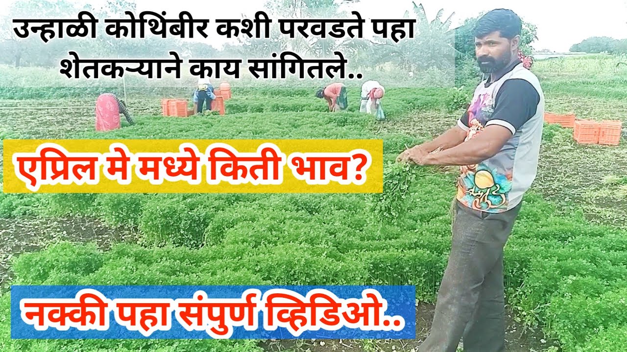 उन्हाळी कोथिंबीर कशी परवडते पहा शेतकऱ्याने काय सांगितले | कोथिंबीर लागवड उन्हाळी | Unhali kothimbir