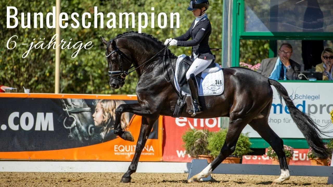 Secret (Sezuan x St. Moritz) 🤩 | Bundeschampion 2020 | 6-jährige Dressurpferde