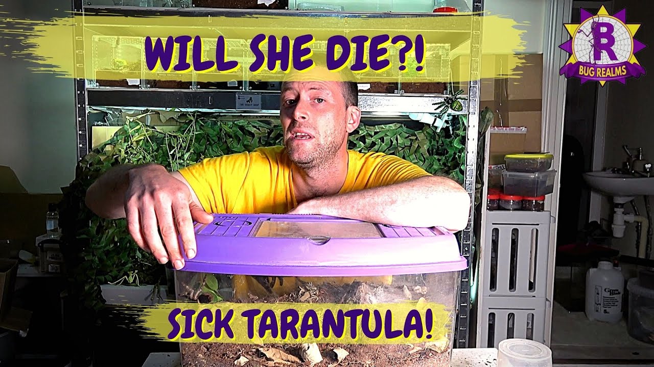 MY PET TARANTULA IS SICK!