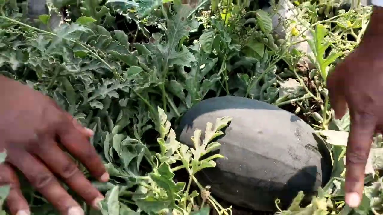 Sagar seeds Tarbuj Plot | एक नंबर प्लॉट टरबूज थंडी मध्ये सुद्धा |