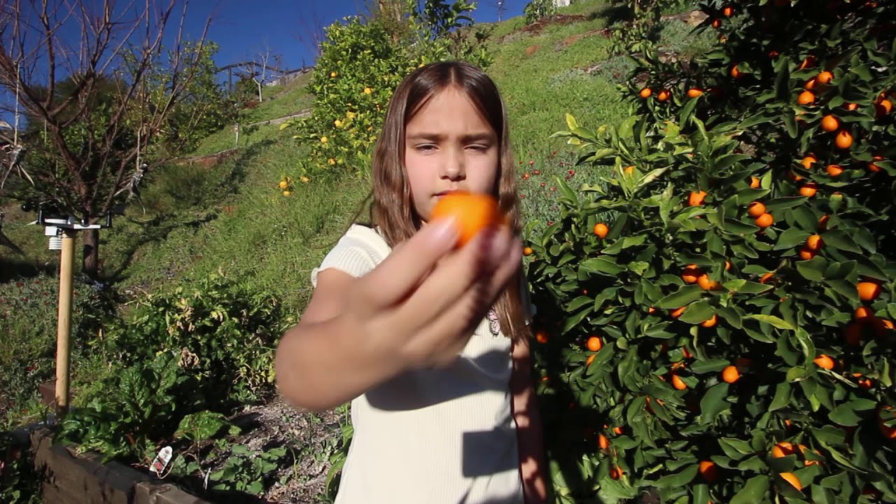 Nagami Kumquat fruit and tree review - Feb 2021