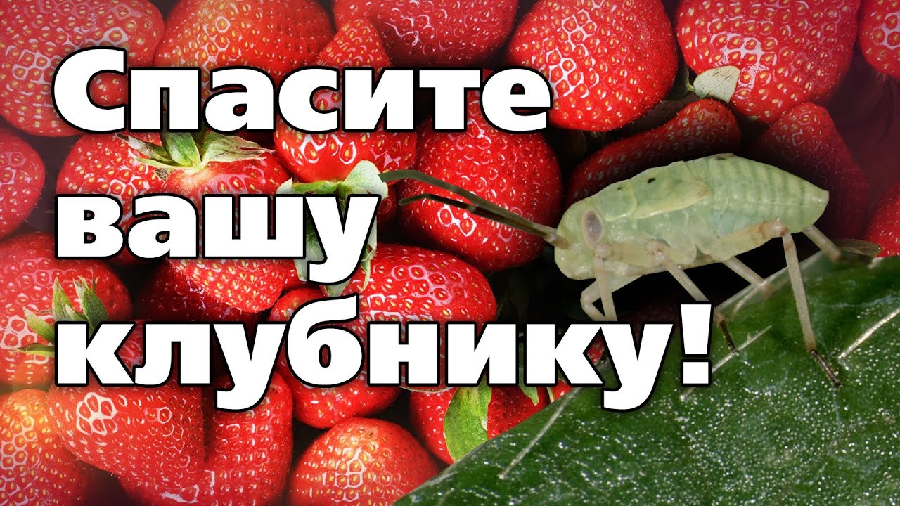 СРАЗУ ТРИ ВРЕДИТЕЛЯ НА ЗЕМЛЯНИКЕ. НАУЧИМ ОТ НИХ ИЗБАВЛЯТЬСЯ