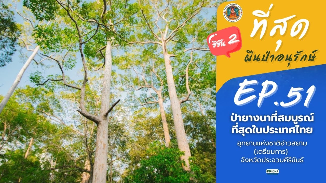 ที่สุดผืนป่าอนุรักษ์ Ep.51 ป่ายางนาที่สมบูรณ์ที่สุดในประเทศไทย อุทยานแห่งชาติอ่าวสยาม จ.ประจวบฯ