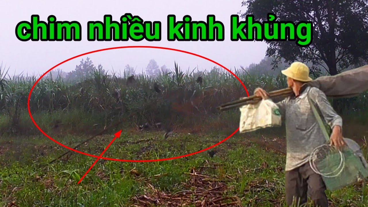 Lưới úp