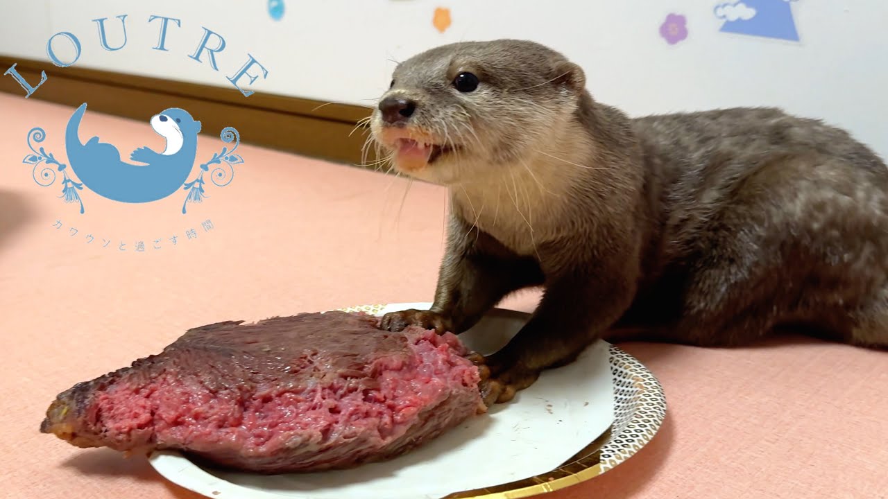 Крошечная выдра принимает вызов гигантского мяса!