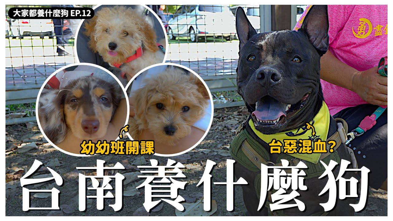 不只牛肉湯！台南人還很會養狗！【大家都養什麼狗EP12】｜熊爸估狗