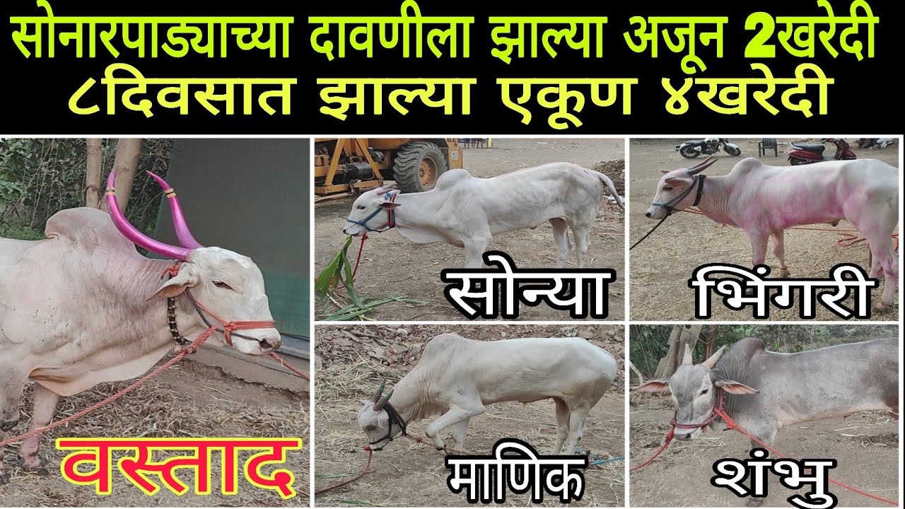 सोनारपाड्याच्या दावणीला झाल्या अजून 2नवीन खरेदी | ८दिवसात झाल्या ४खरेदी | 5050ची दावन पूर्ण भरली |