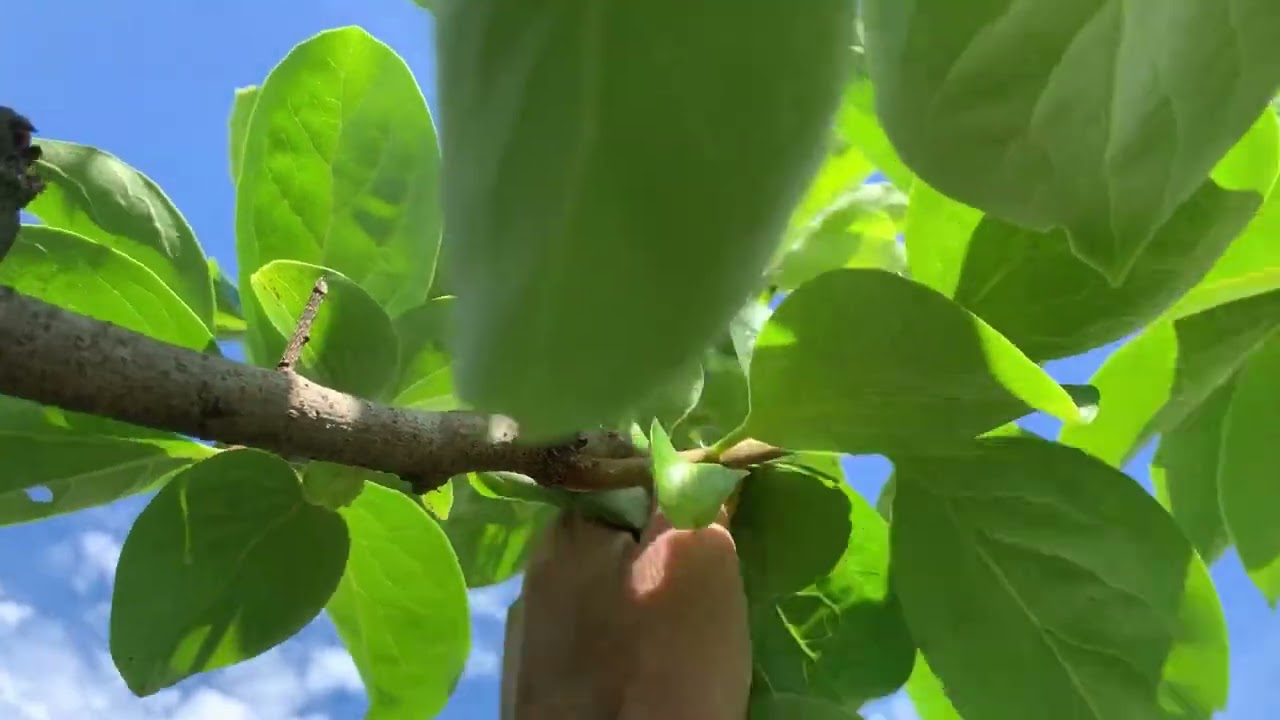 Como fazer a poda de verão ou poda verde em seu pé de caqui ! Arejando a árvore e os frutos !