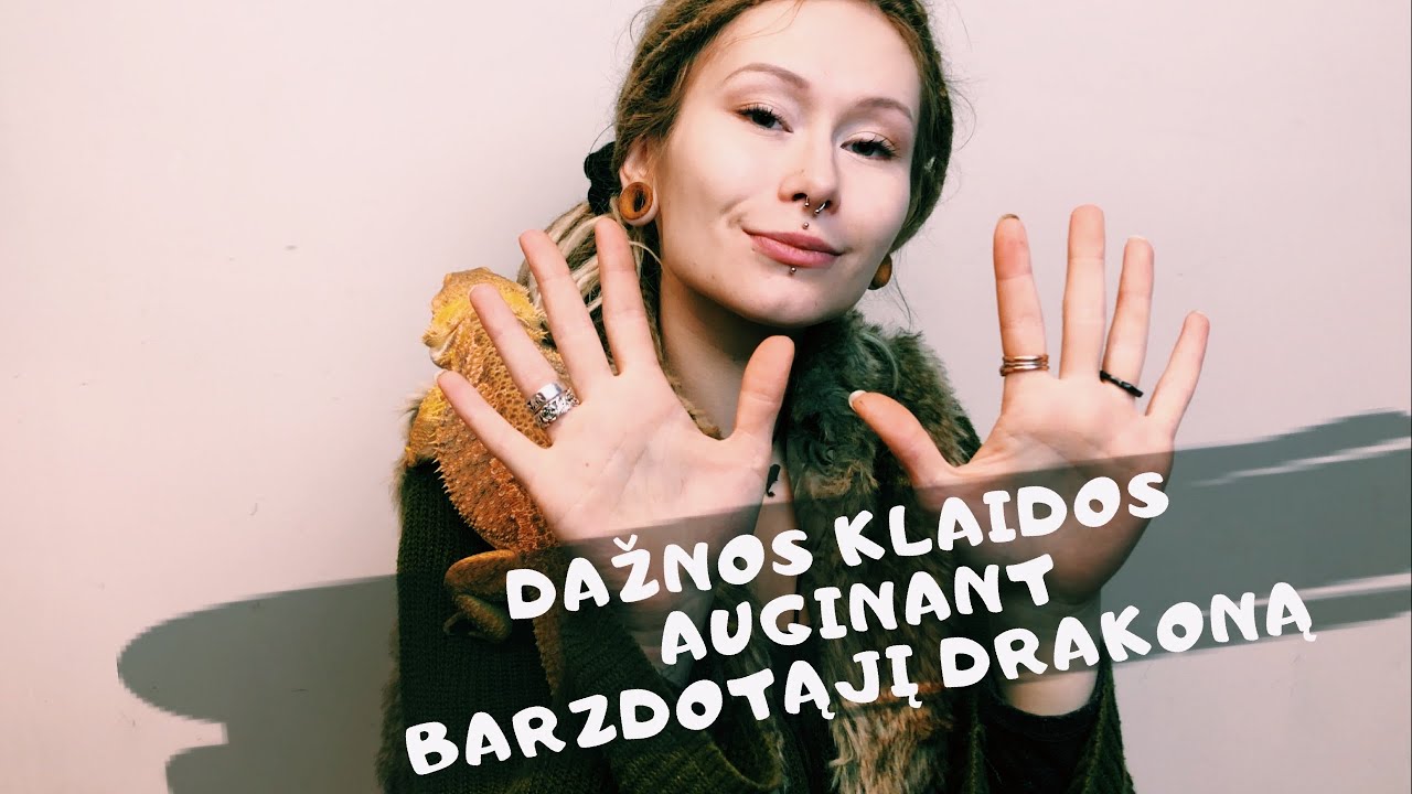 10 Dažnai pasitaikančių klaidų auginant  Barzdotąjį Drakoną/ Barzdotoji Agama / Pogona Vitticeps