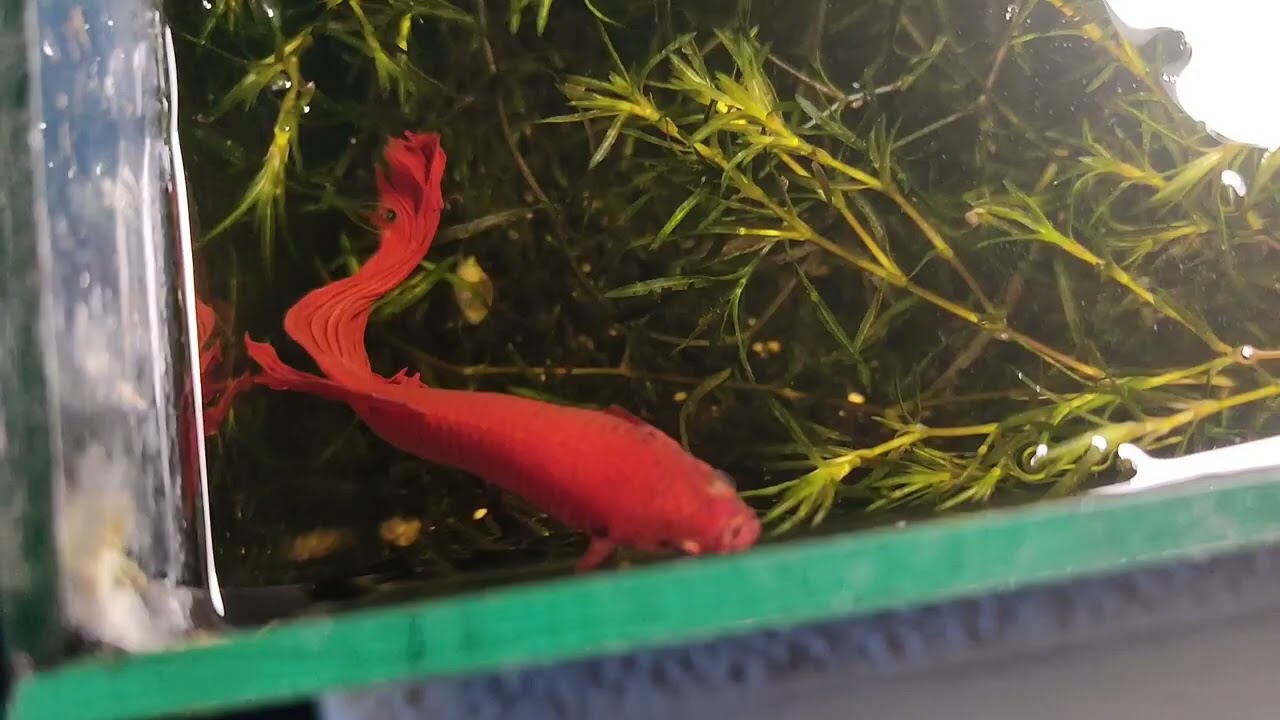 Sve moje ribice 🐟🐟🐟🐟
