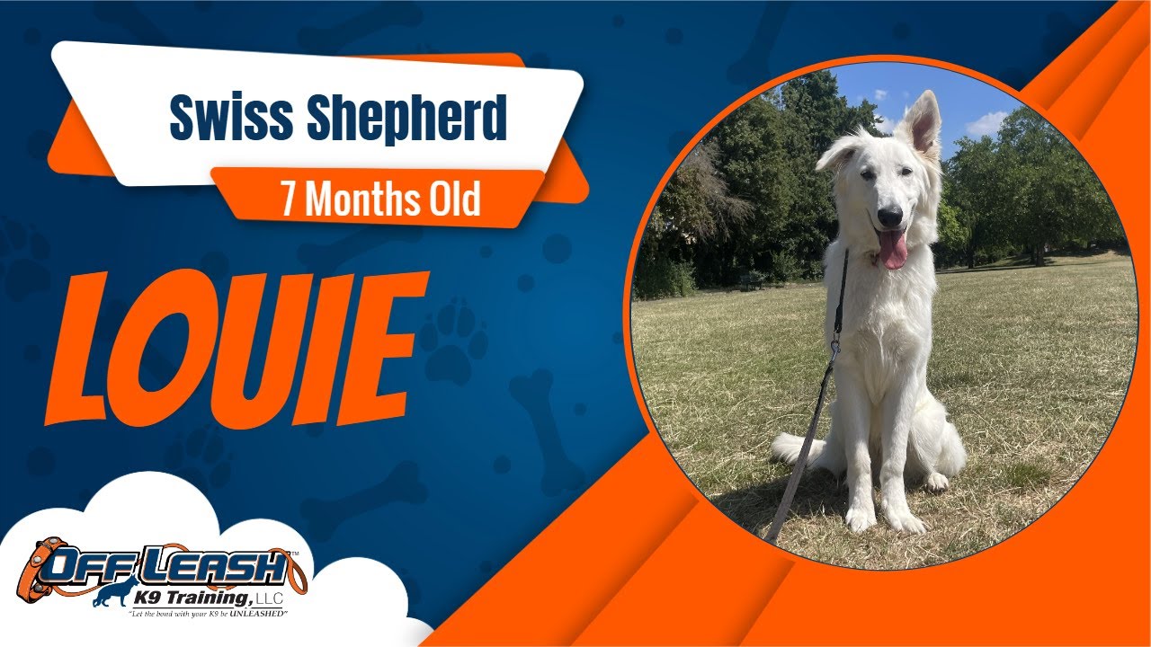 Best Swiss Shepherd Dog Training | Louie | Dog Training in London