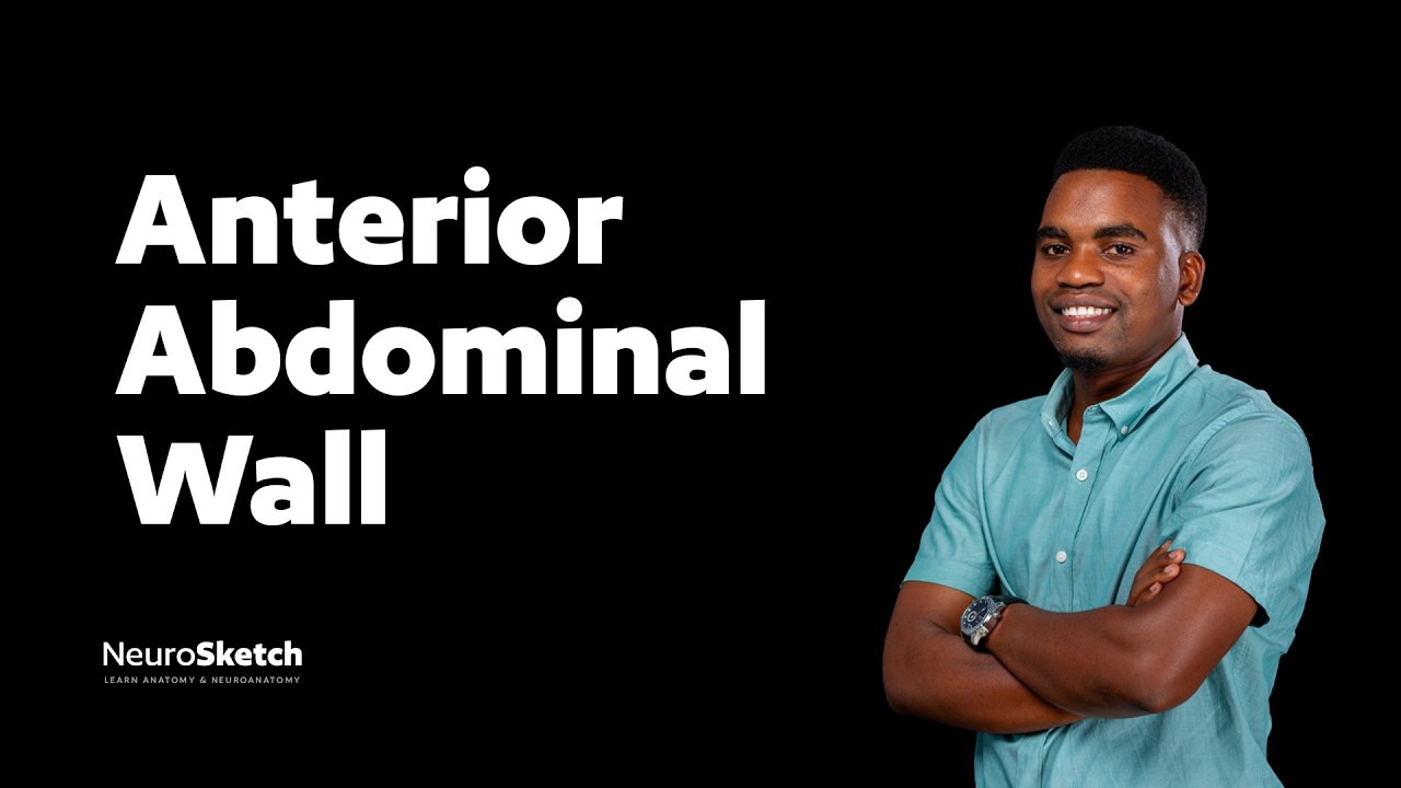Abdomen 2: Anterior Abdominal wall