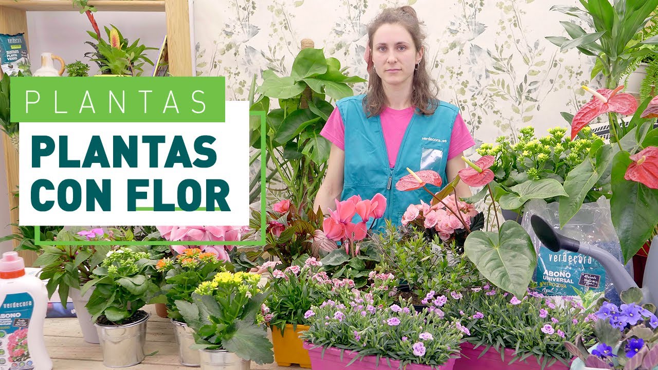 10 plantas con flor casi todo el a&ntilde;o | Plantas en VERDECORA