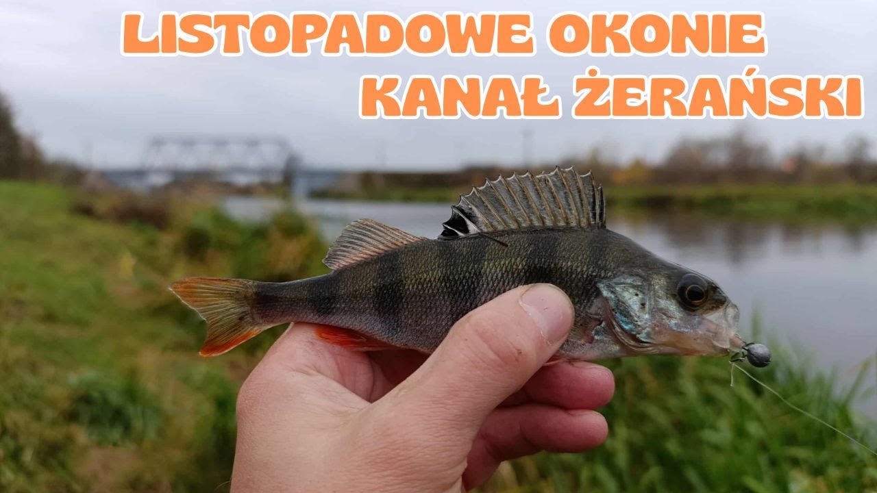 Kanał Żerański i Listopadowy Spinning OKONIE #fishing #spinning #wędkarstwo #perchfishing