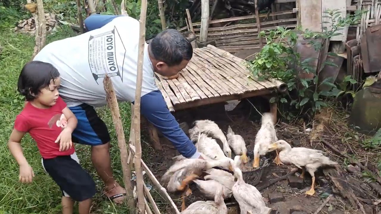 Memberi makan bebek bersama Kakung di belakang rumah