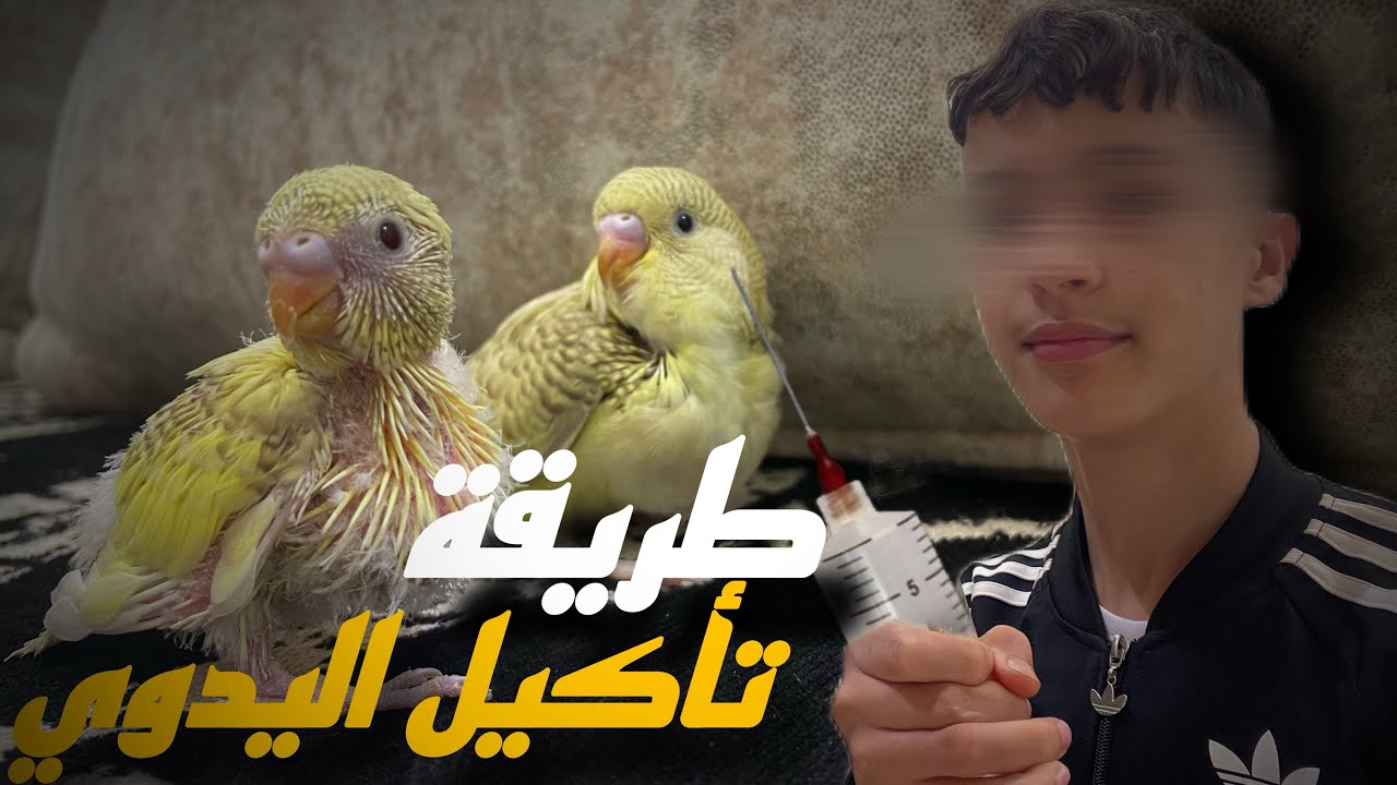 طريقة تأكيل اليدوي للمبتدئين🙏🏻🦜😍