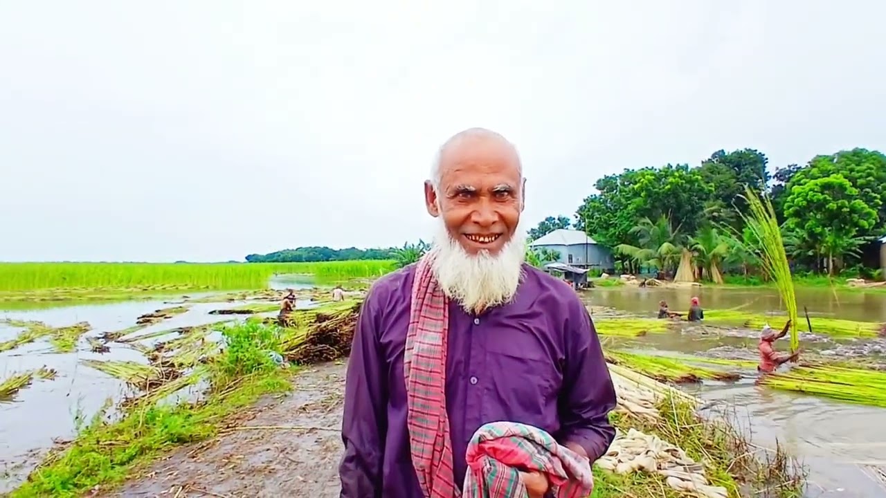 ​শৈলকূপার হরিহরা মহিষ গাড়ীর বিল: পাট চাষে কৃষকদের সংগ্রাম ও সাফল্য