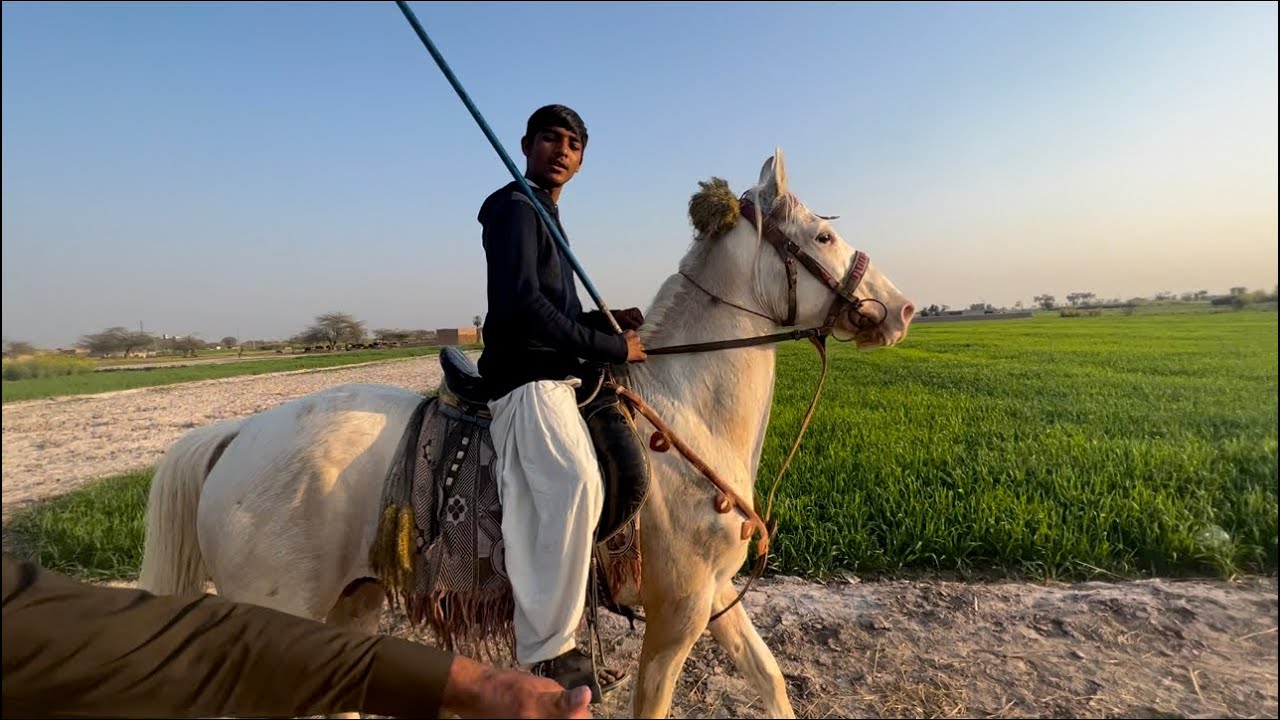 Jhang Vlog With Chitaki | Searching for another Nukra Ghora | Malik Usama Awan’s Vlog #nezabazi