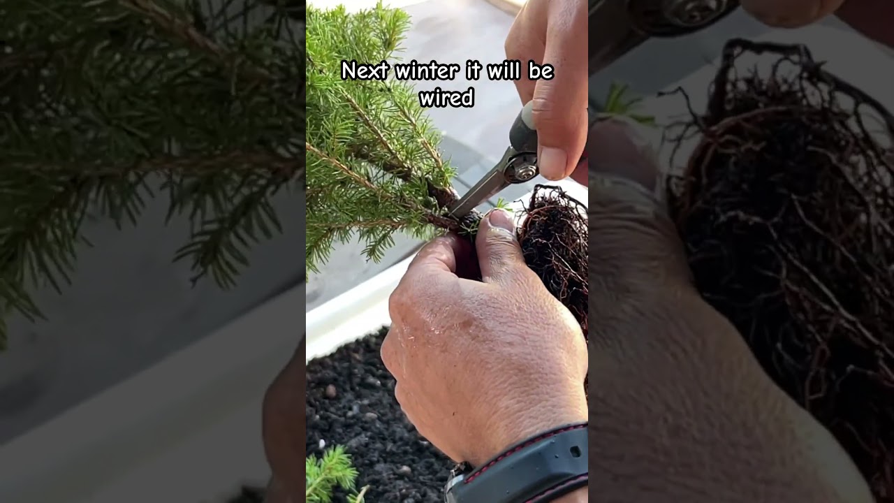 #Picea #Glauca #repotting #bonsai project  #plantnursery #plantlover #comofazerbonsai