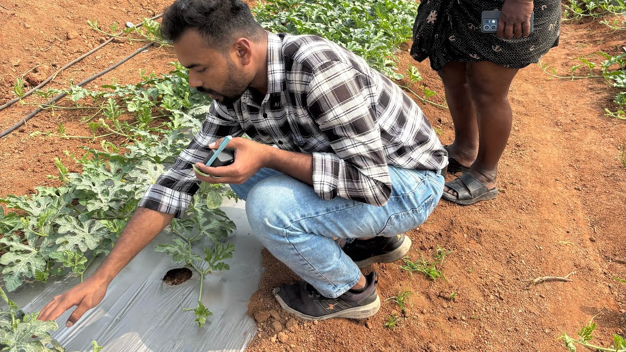 Drip Fertilizers for Watermelon 🍉 Size Improvement 