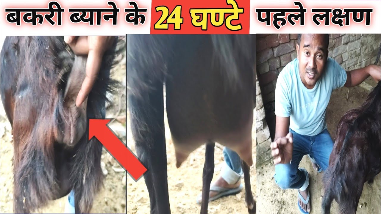 24 घण्टे Pahle Bakri Ke Byane Ke Lakshan |Bakri Kab Baccha Degi|Goat Delivery |