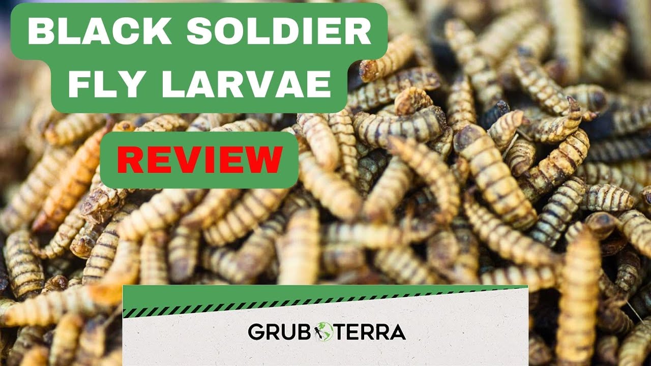 Grub Terra Black Soldier Fly Review  |  A VERY Honest Review