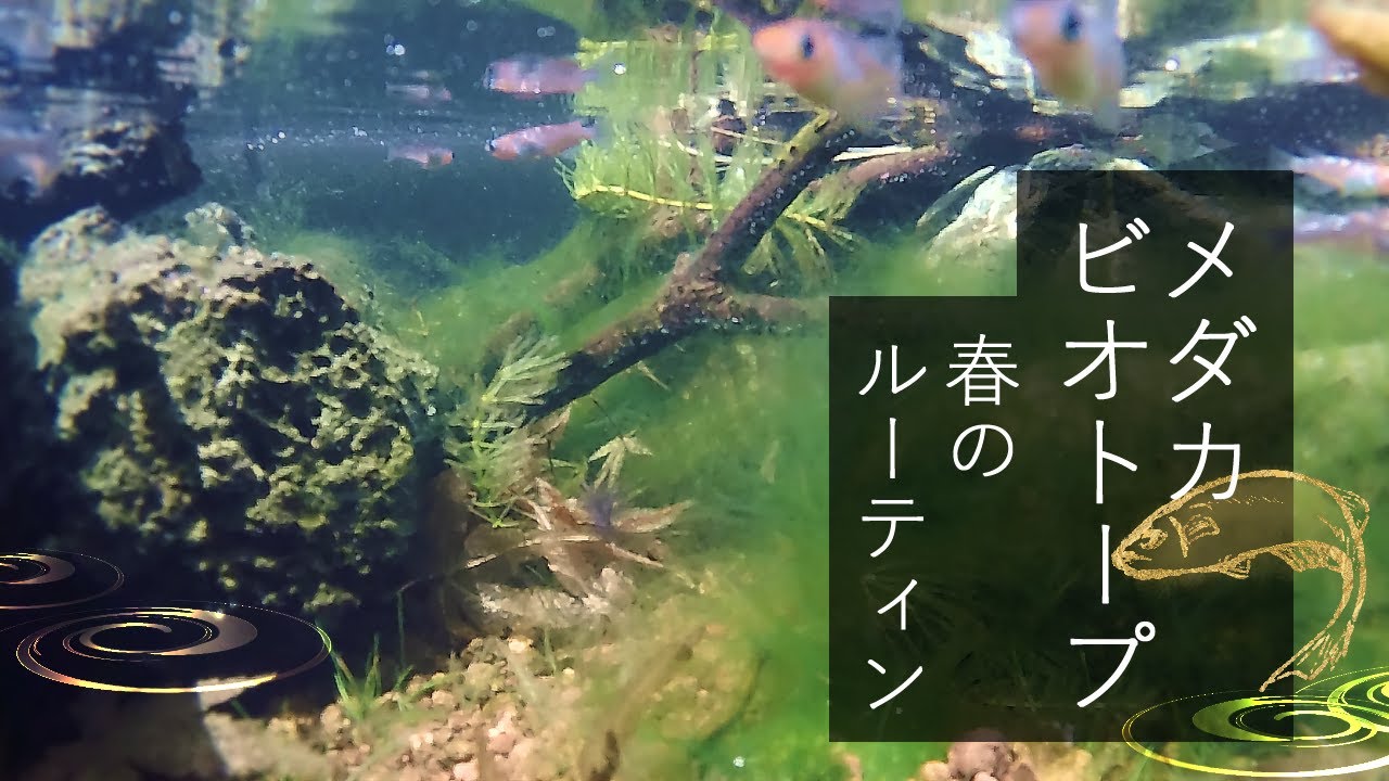 【トロ舟メダカビオトープ】産卵前の春のルーティン｜medaka ricefish  biotope