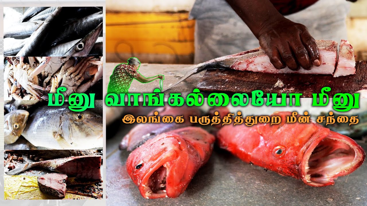 Point Pedro Fish Market / பருத்தித்துறை மீன் சந்தை  - Sri Lankan Vlog - TravelKuruvi