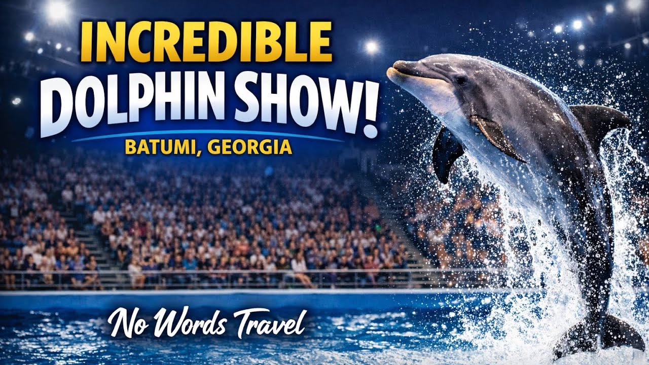 Dolphin Show in Batumi 🇬🇪 | Incredible Live Performance (4K)
