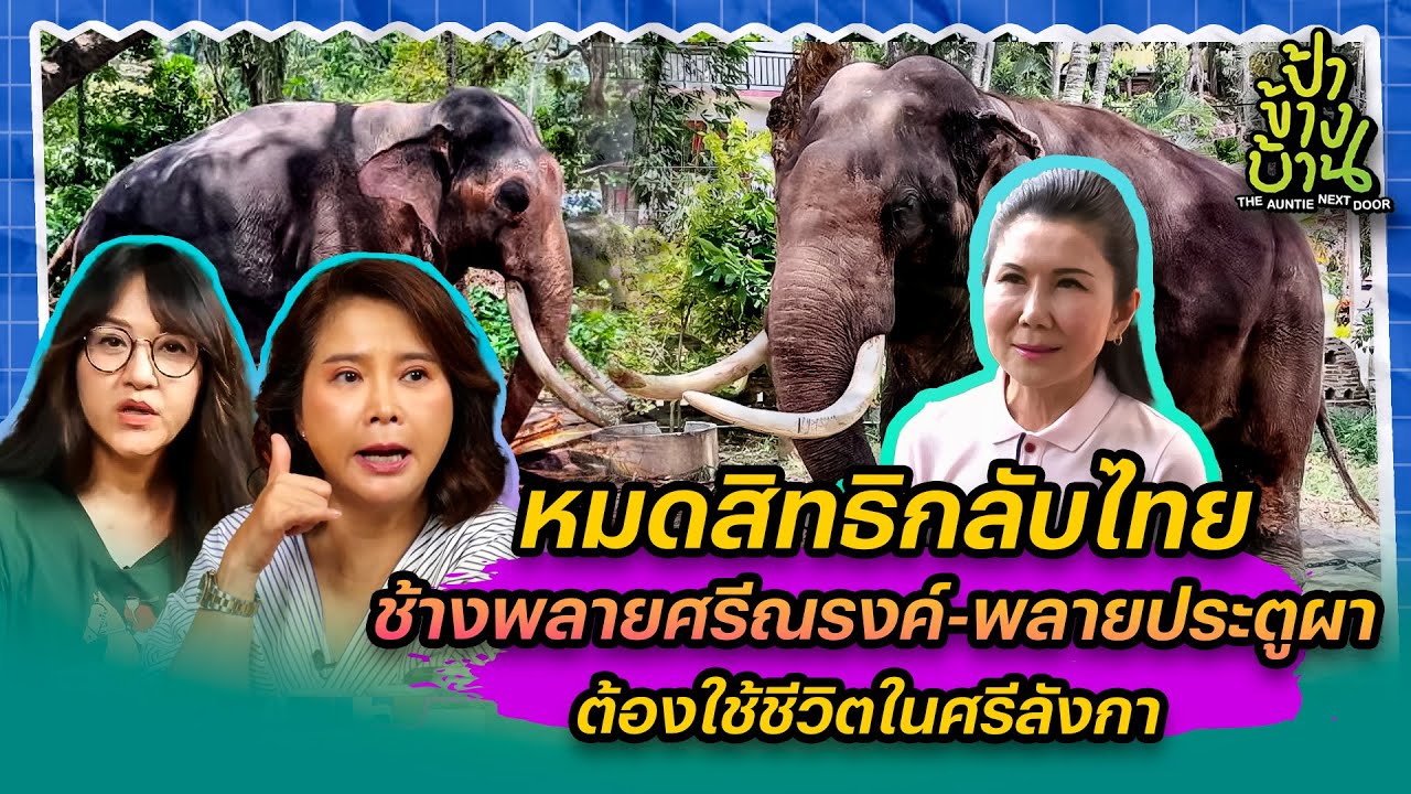 ช้างพลายศรีณรงค์และพลายประตูผา  ต้องใช้ชีวิตในศรีลังกา หมดสิทธิกลับไทย | 6 ก.ค. 66 | ป้าข้างบ้าน