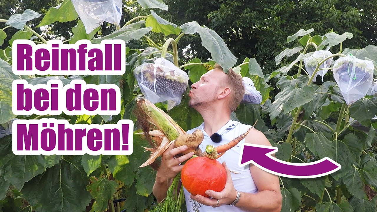 Gartenernte im Survival Beet (Mais trocknen 🌽 | Schutz für Sonnenblumenkerne 🌻 uvm.)