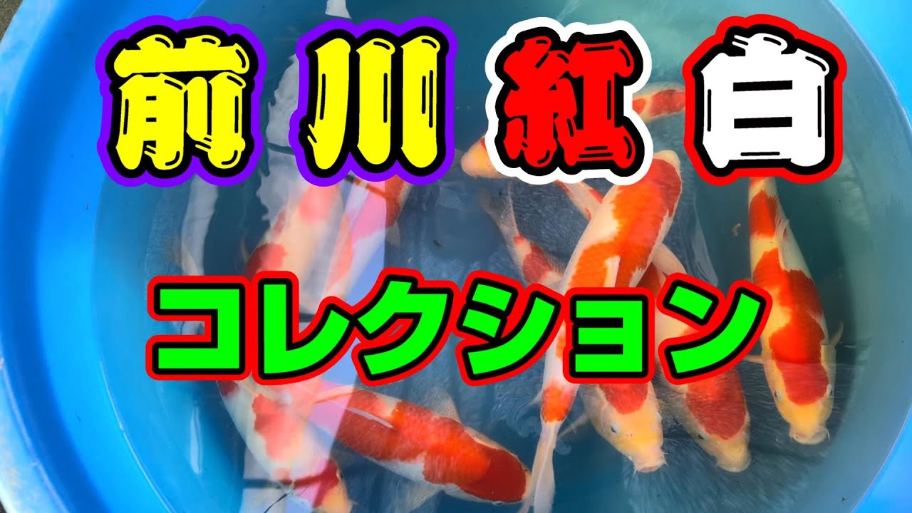 【汚池再生計画】長崎県佐世保市『中山養魚場』で、愛好家さん達の前川紅白を見せて貰いました‼#前川紅白＃錦鯉＃紅白＃中山養魚場＃koipond#koi#ปลาคราฟ