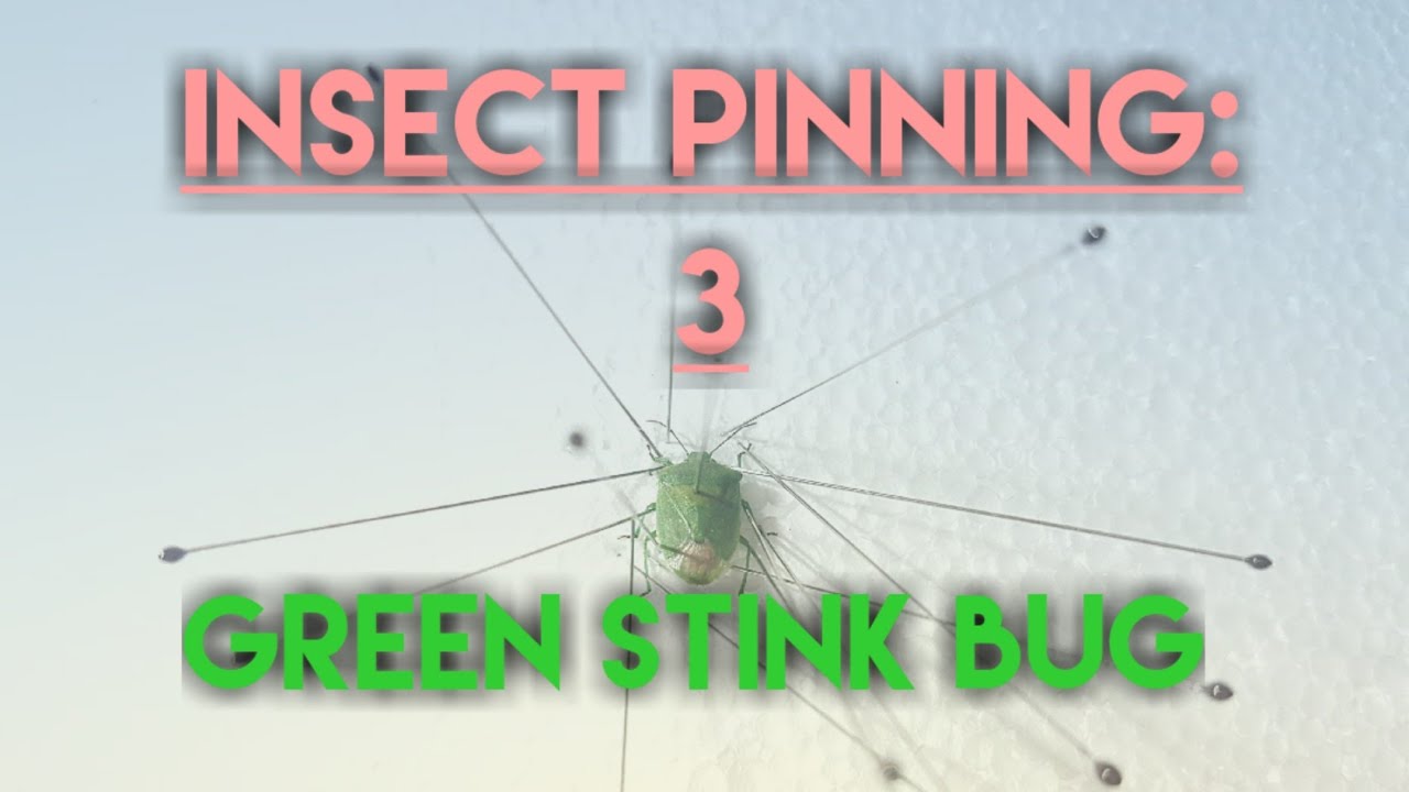 Insect Pinning : The Green Stink Bug