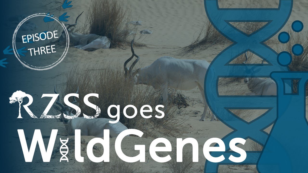 Meet the critically endangered addax | RZSS Goes WildGenes