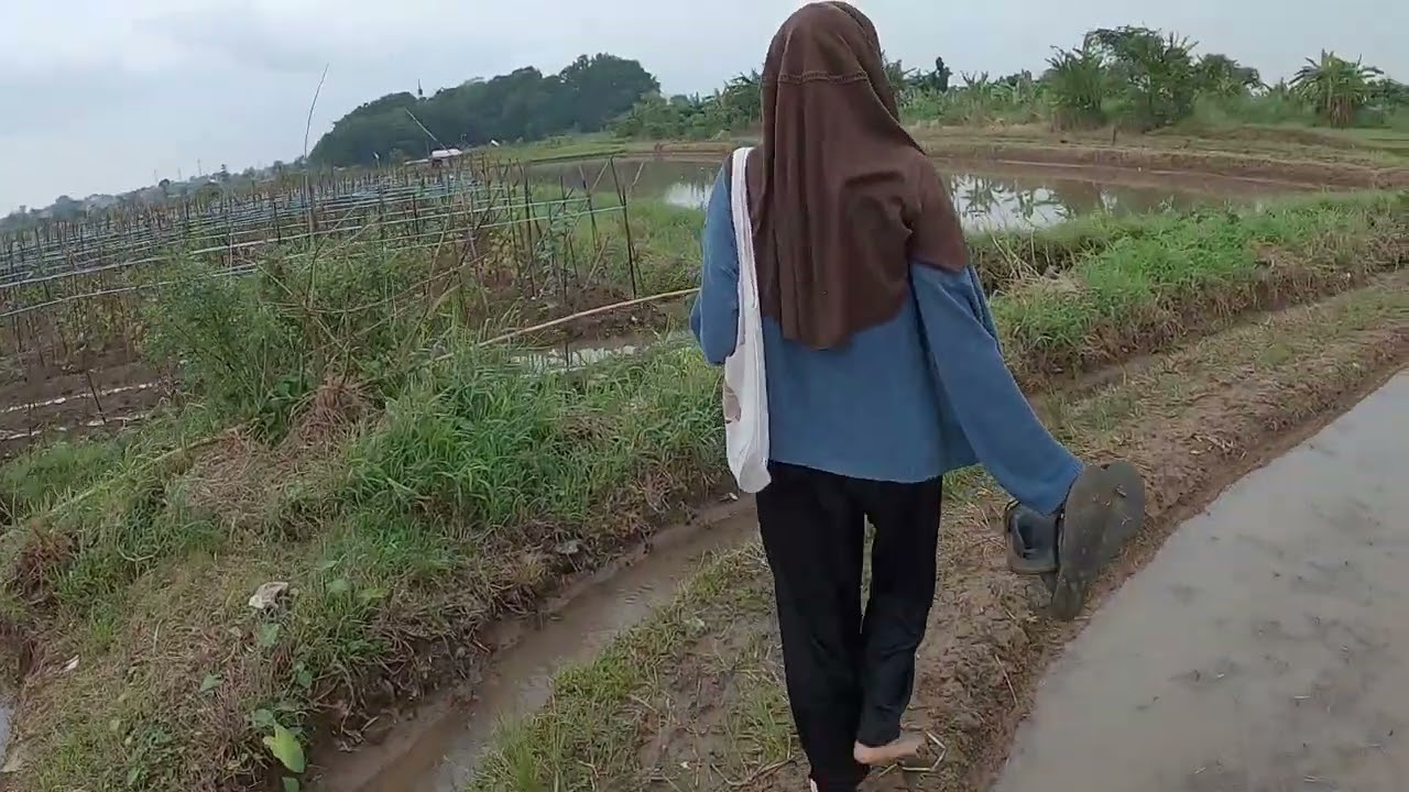 Burung Malang di Tengah Sawah Cikampek Karawang Jawabarat