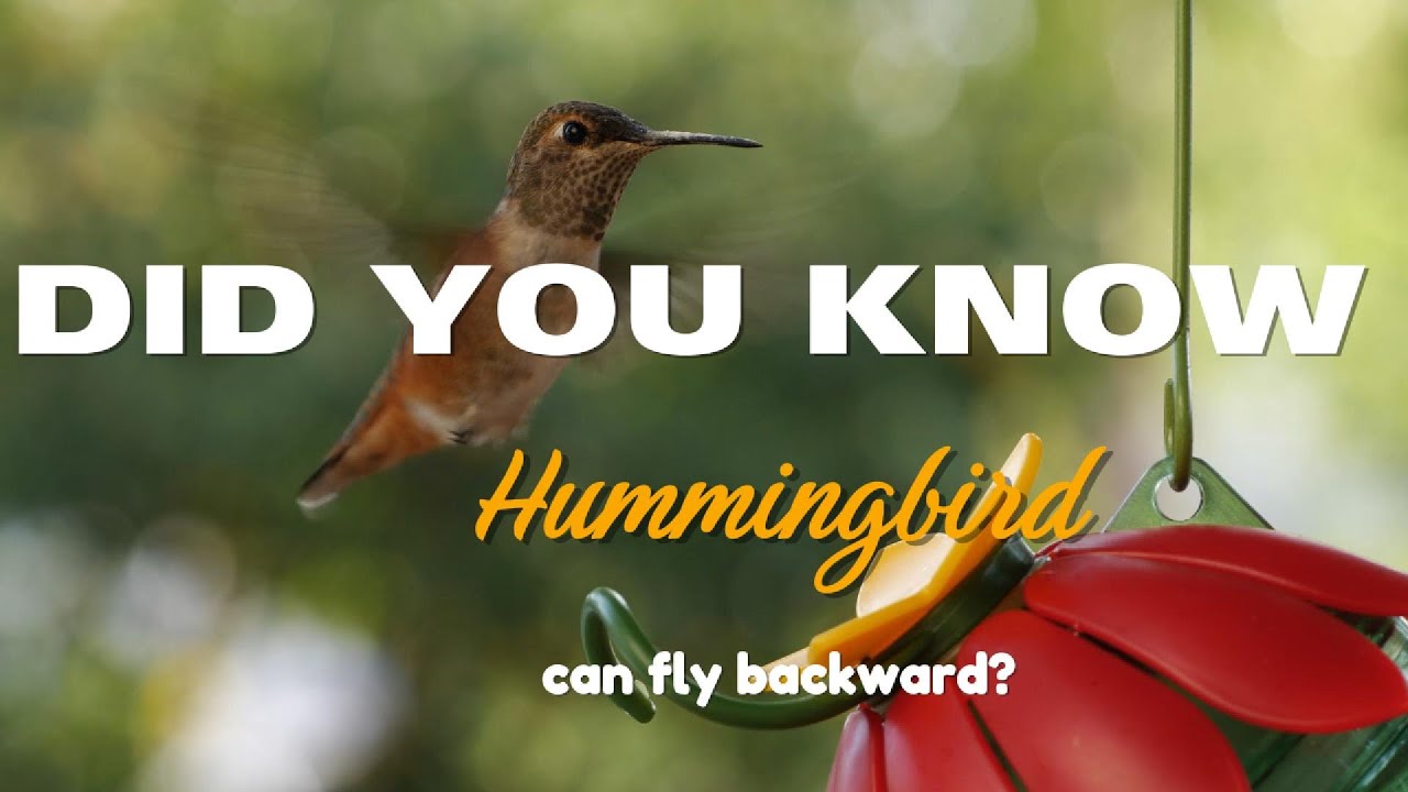 5 Interesting Facts about Birds