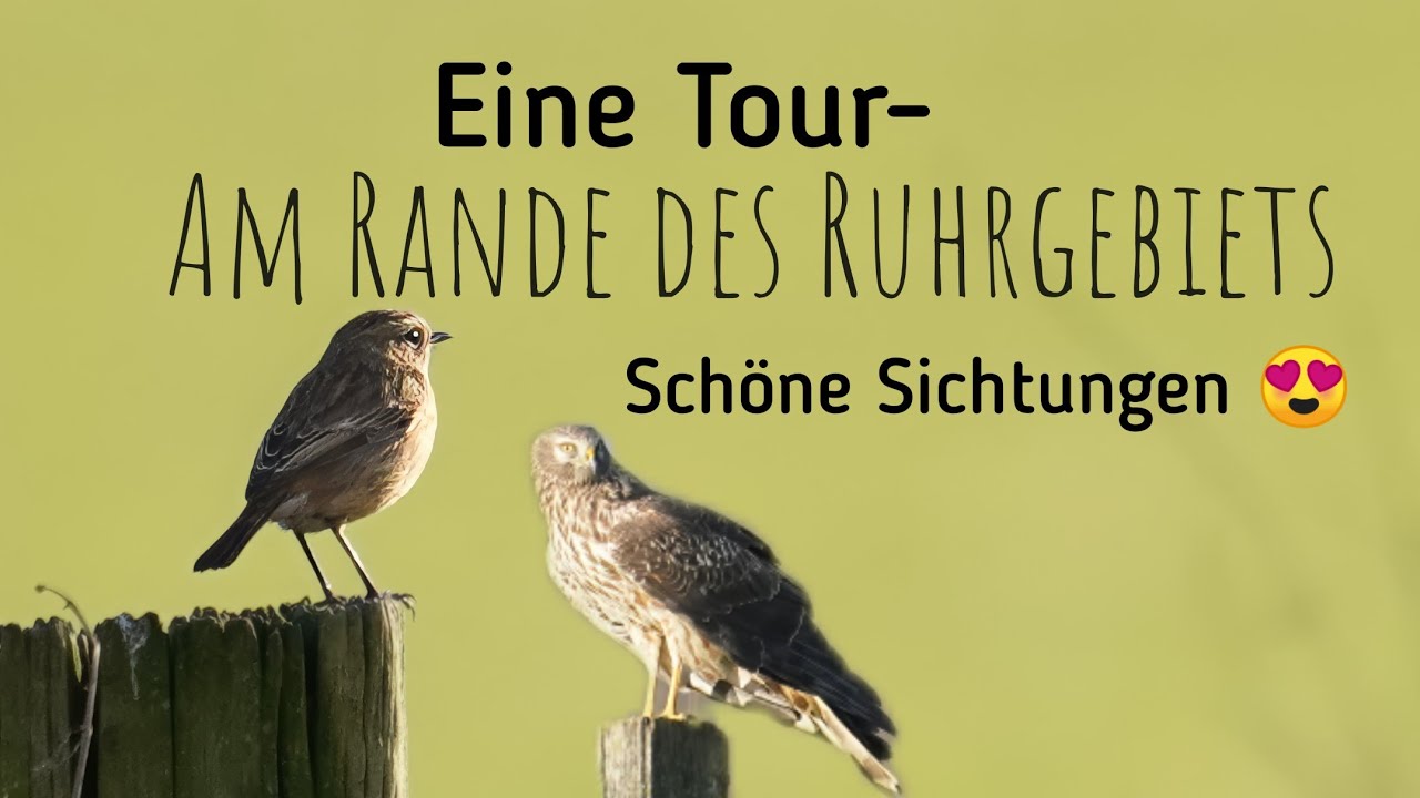 Traumhaft 😍 Natur-Film und Vogelfotografie, 