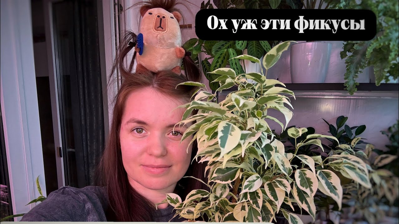 Ох уж эти фикусы| ОБЗОР КОЛЛЕКЦИИ | февраль