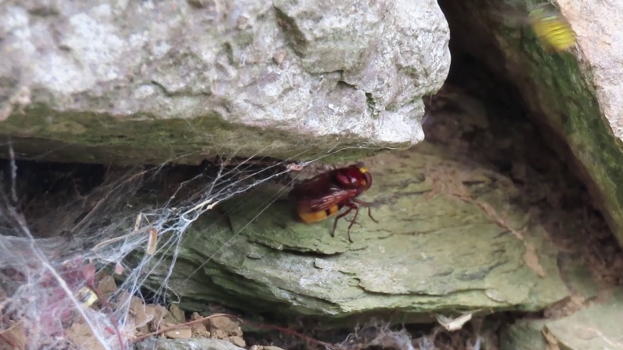 Hornet Hoverfly Volucella zonaria entering German Wasp Vespula germanica nest