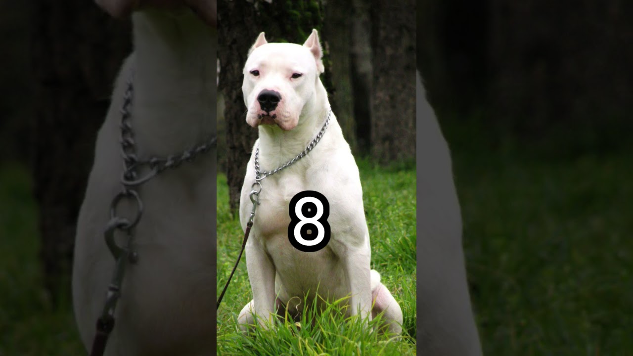 اخطر 10 كلاب في العالم | The most dangerous 10 dogs in the world