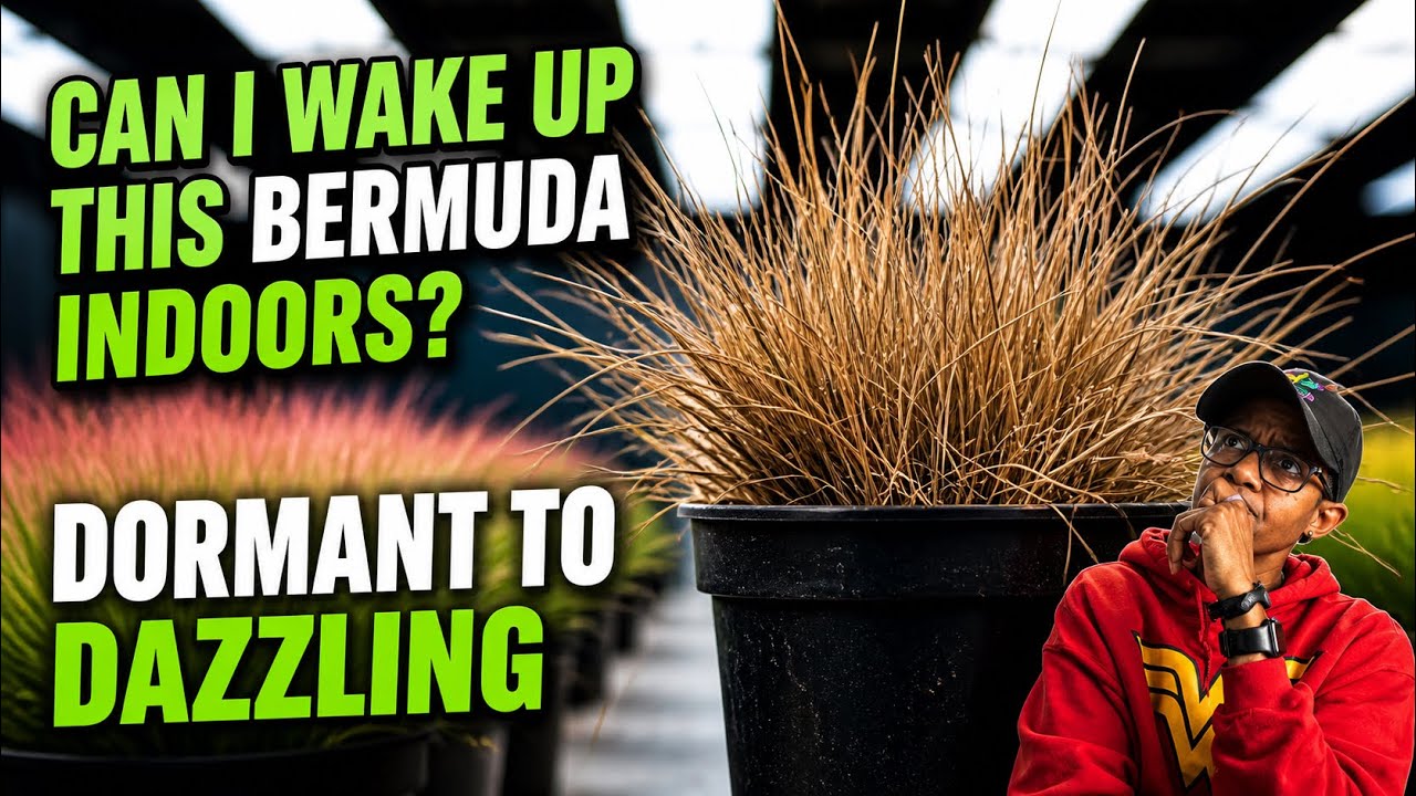 Let's Wake Up This Pot of Bermuda Indoors! Offseason Grass Experiment