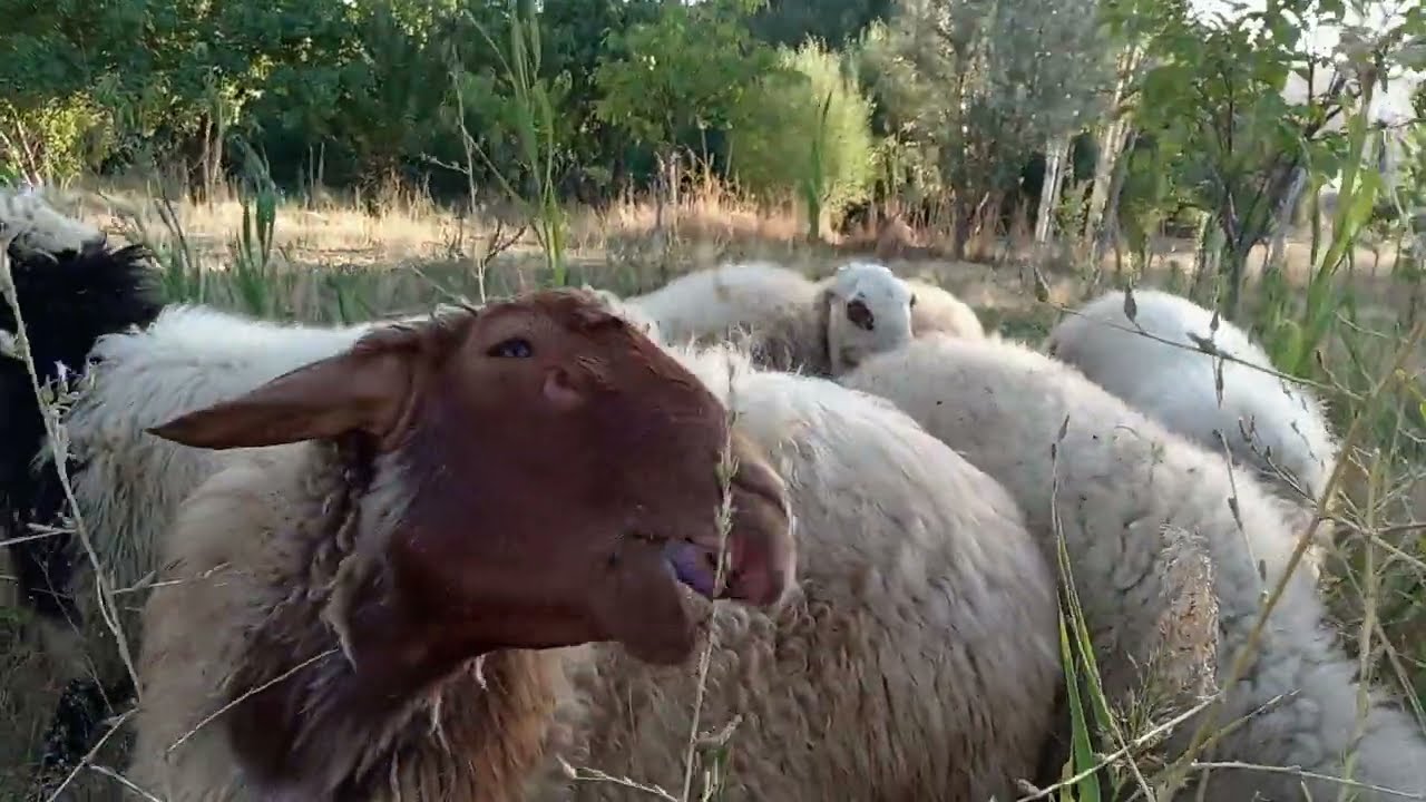 Sheperd